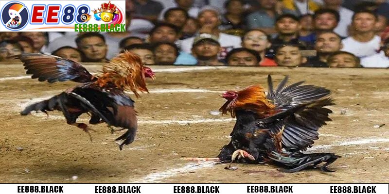 Đá gà EE88 được yêu thích rộng rãi toàn diện