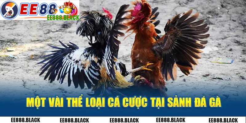 Đá gà cựa dao được xem là hình thức cược phổ biến bậc nhất hiện nay