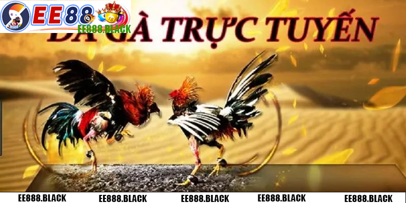EE88 đơn vị cung cấp các trận đấu đỉnh cao, kèo cược phong phú